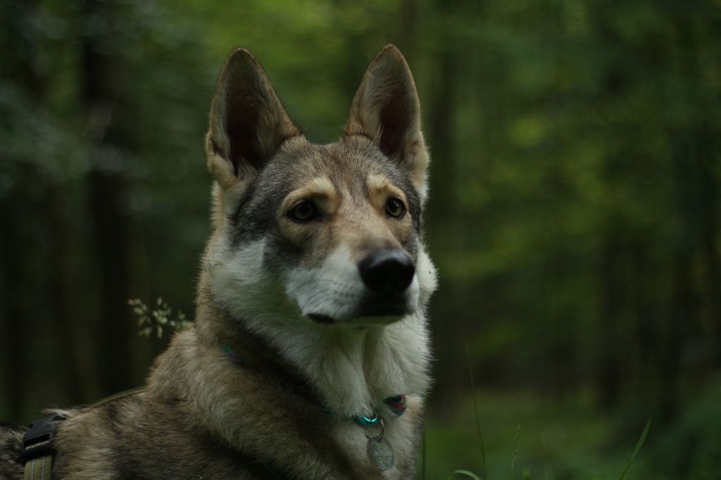 CH. Oceane salem's heaven De Luna Canis Lupus