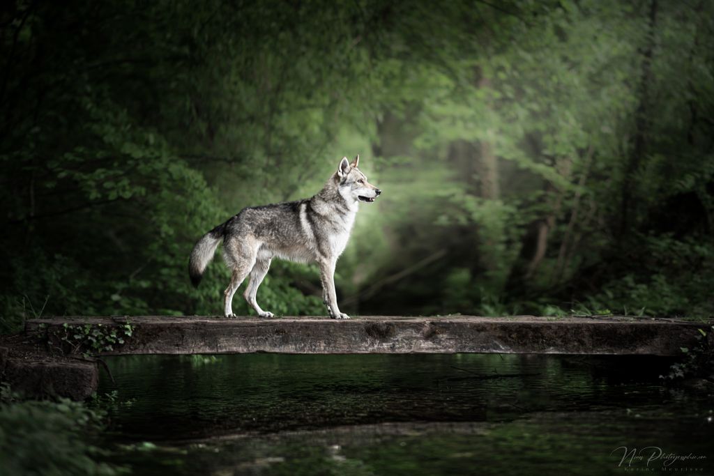 Nefenhyr Des Rives Du Fleuve Léna