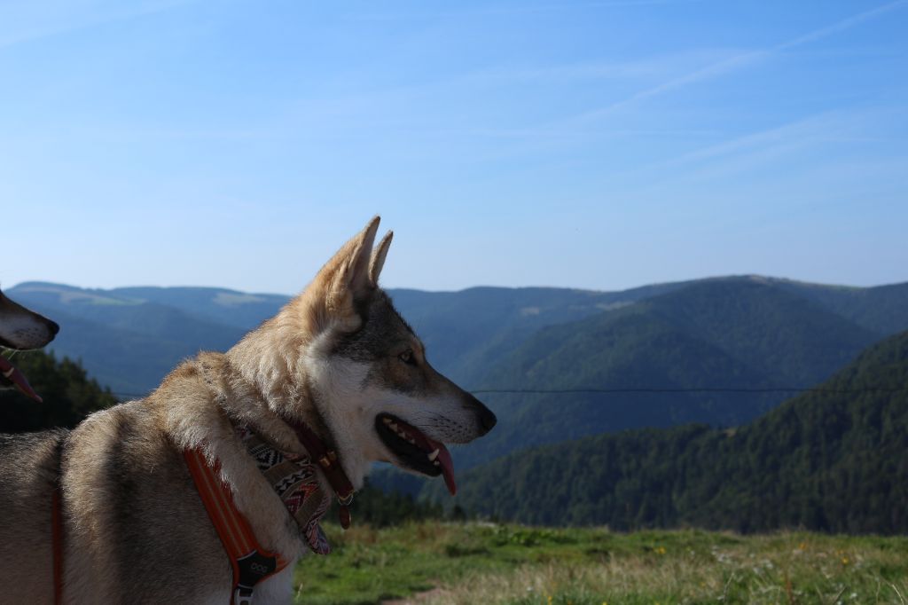 CH. Oceane salem's heaven De Luna Canis Lupus