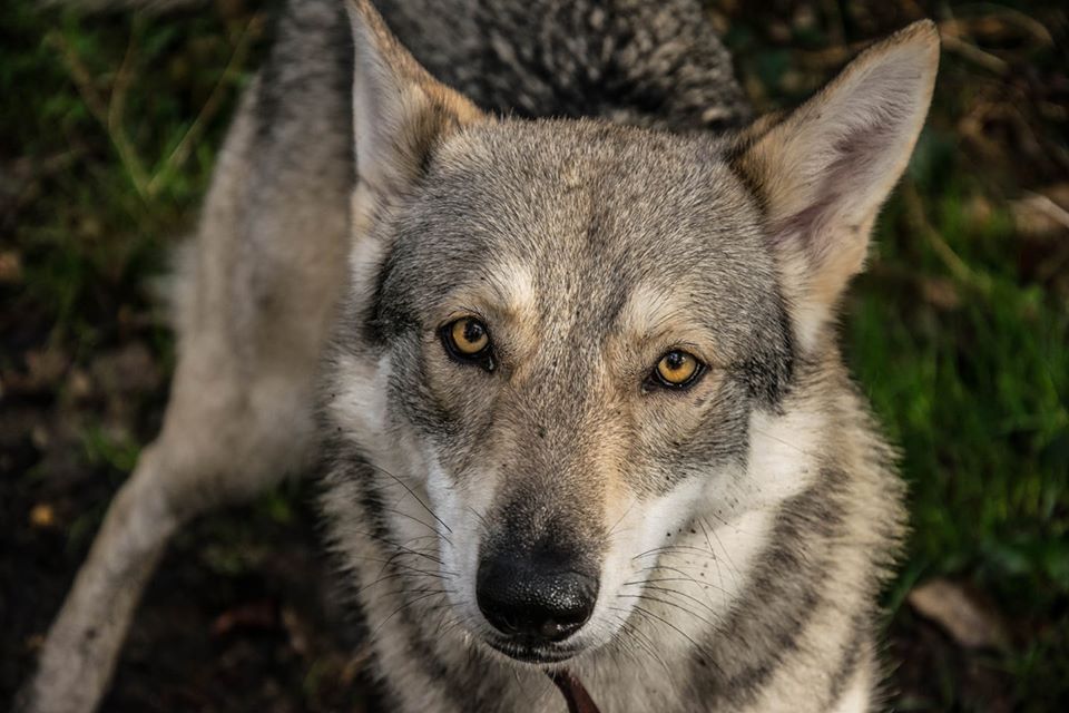 CH. Oceane salem's heaven De Luna Canis Lupus