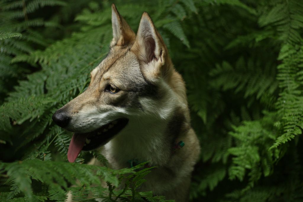 CH. Oceane salem's heaven De Luna Canis Lupus