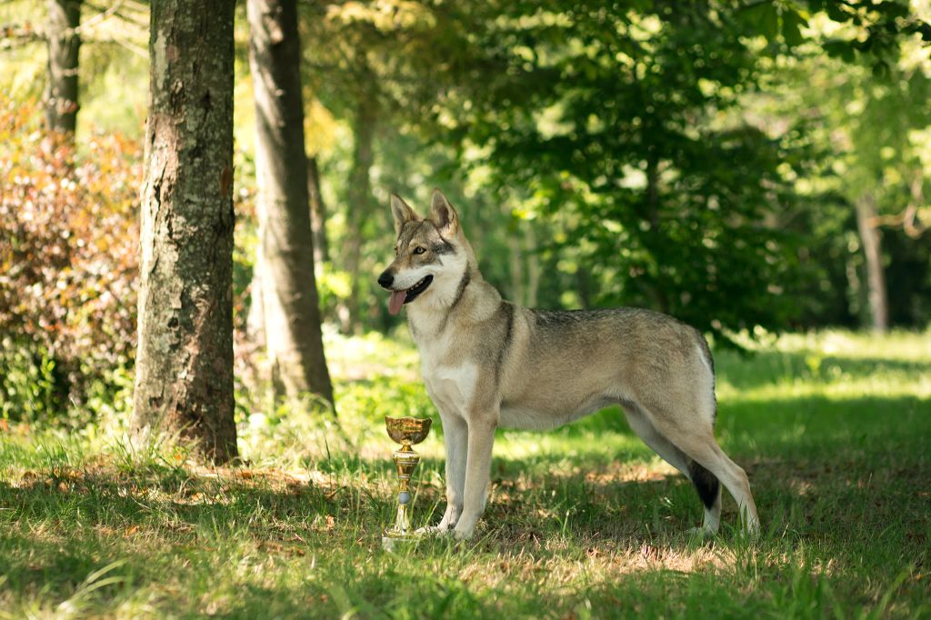 CH. Oceane salem's heaven De Luna Canis Lupus