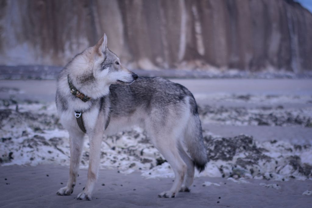 Savage Offspring Takoda