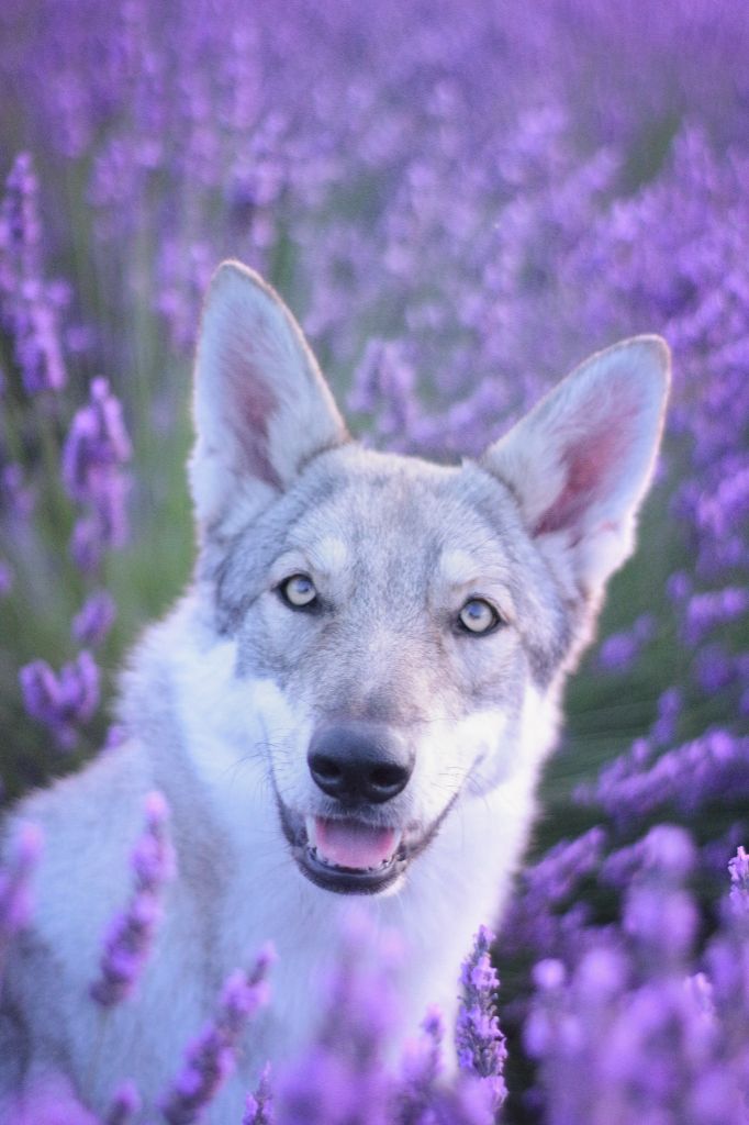 Savage Offspring Tiponi