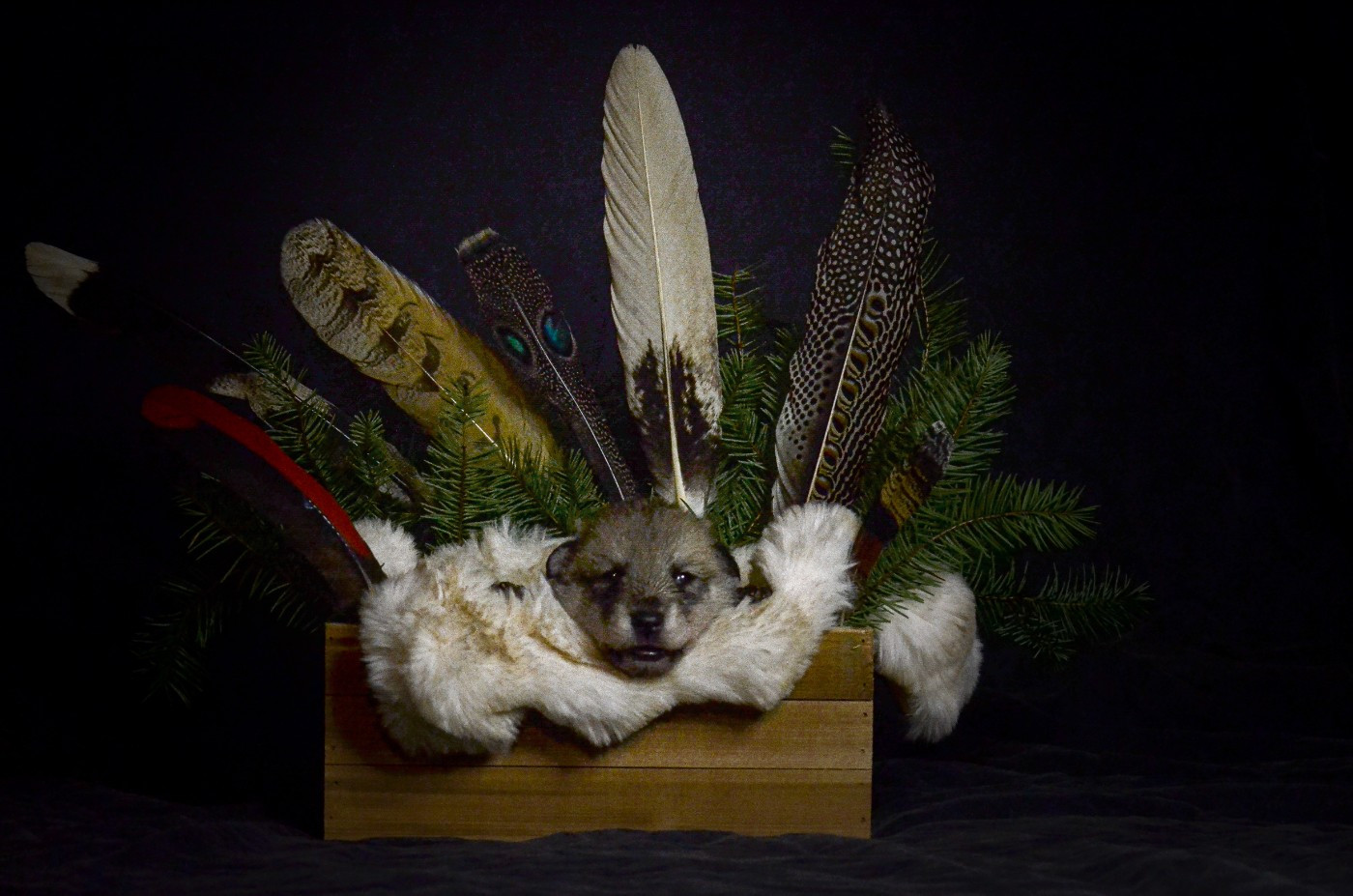 Savage Offspring - Chiots disponibles - Chien-loup de Saarloos