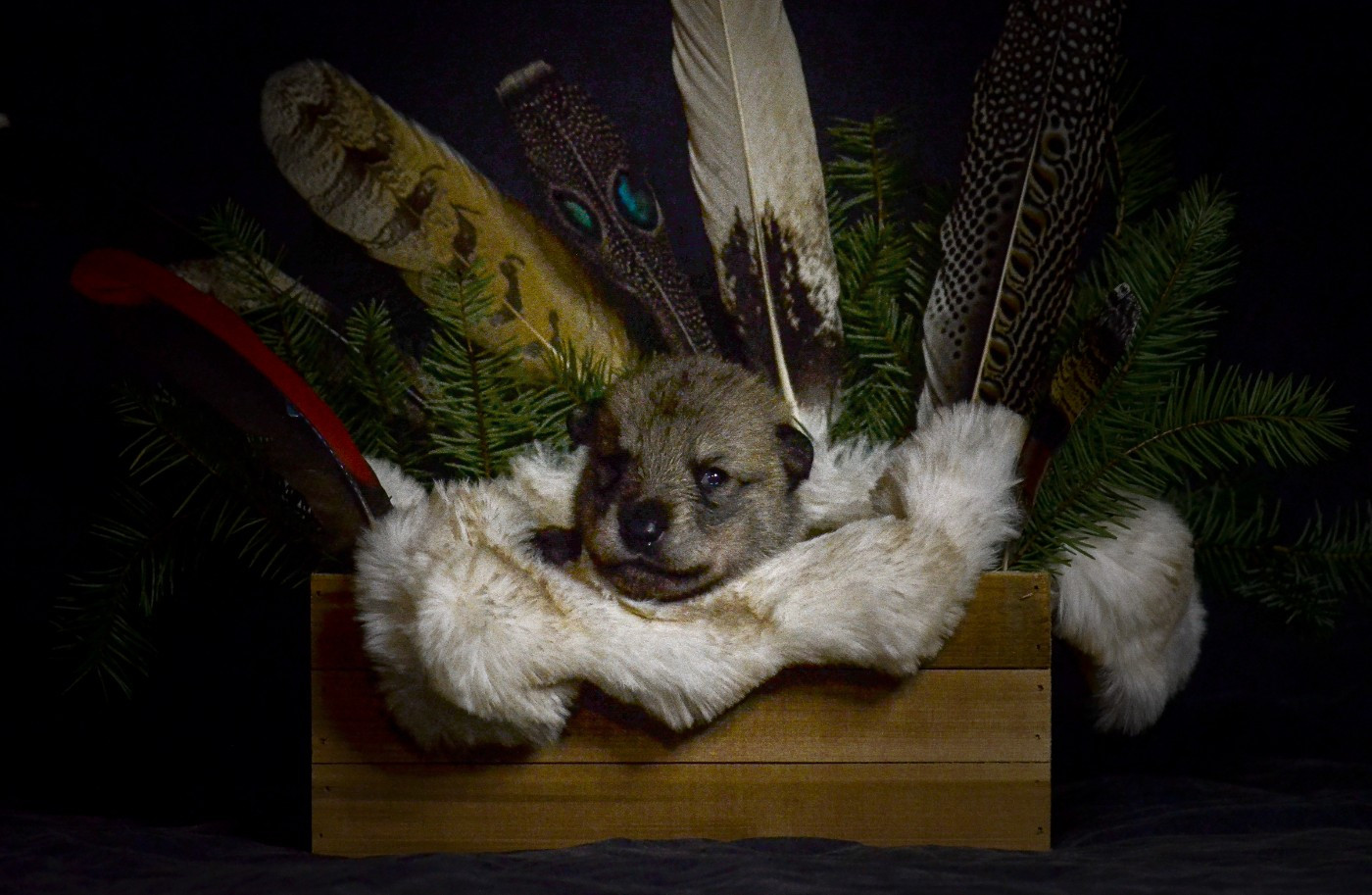 Savage Offspring - Chiots disponibles - Chien-loup de Saarloos