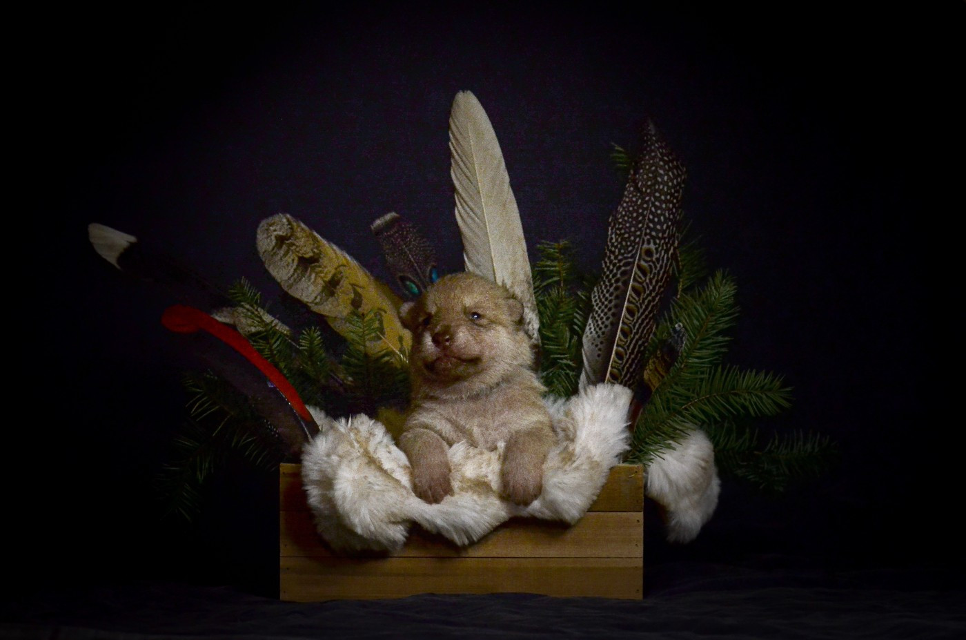 Savage Offspring - Chiots disponibles - Chien-loup de Saarloos