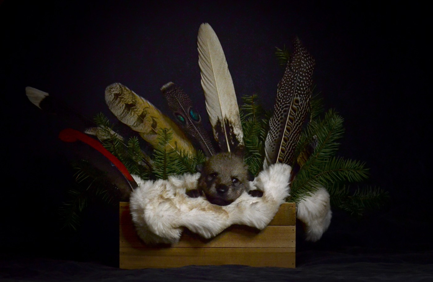 Savage Offspring - Chiots disponibles - Chien-loup de Saarloos