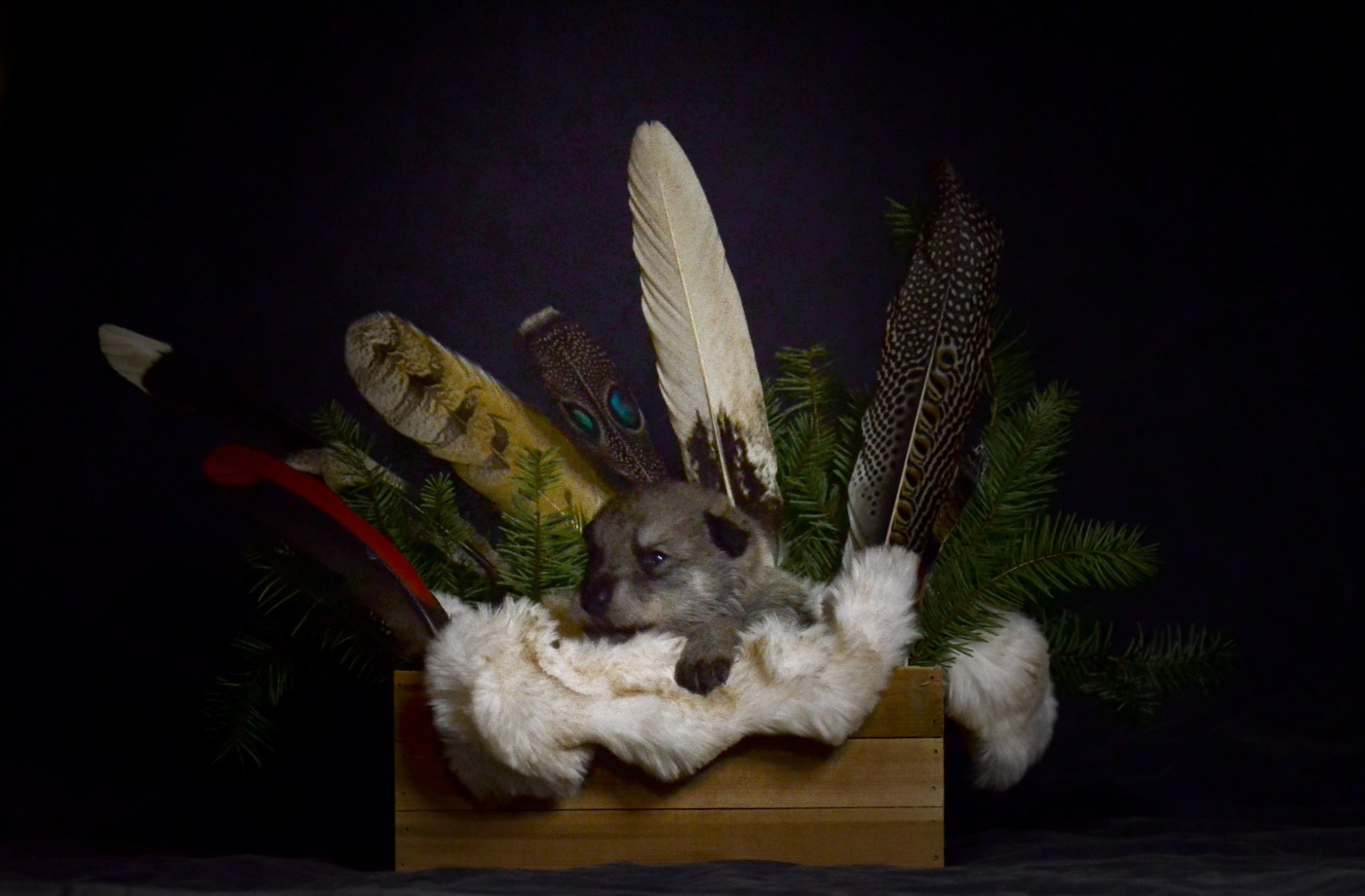 Savage Offspring - Chiots disponibles - Chien-loup de Saarloos