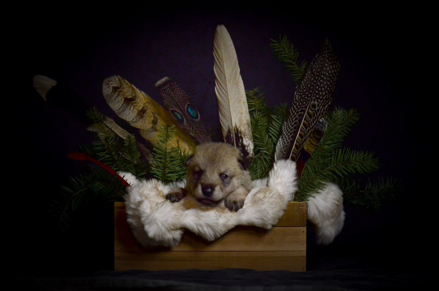 Savage Offspring - Chiots disponibles - Chien-loup de Saarloos