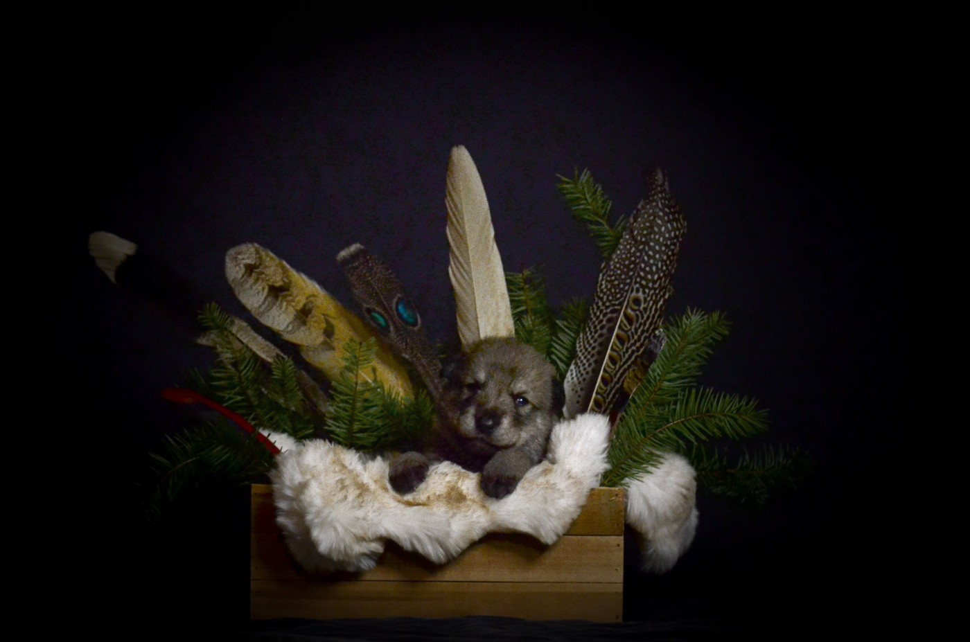 Savage Offspring - Chiots disponibles - Chien-loup de Saarloos