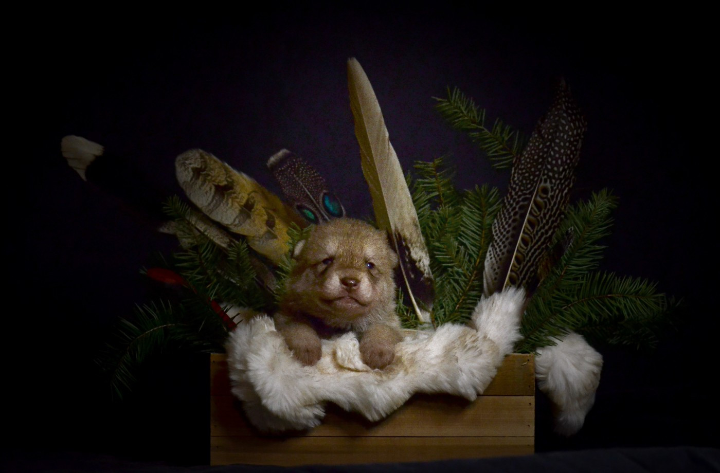 Savage Offspring - Chiots disponibles - Chien-loup de Saarloos