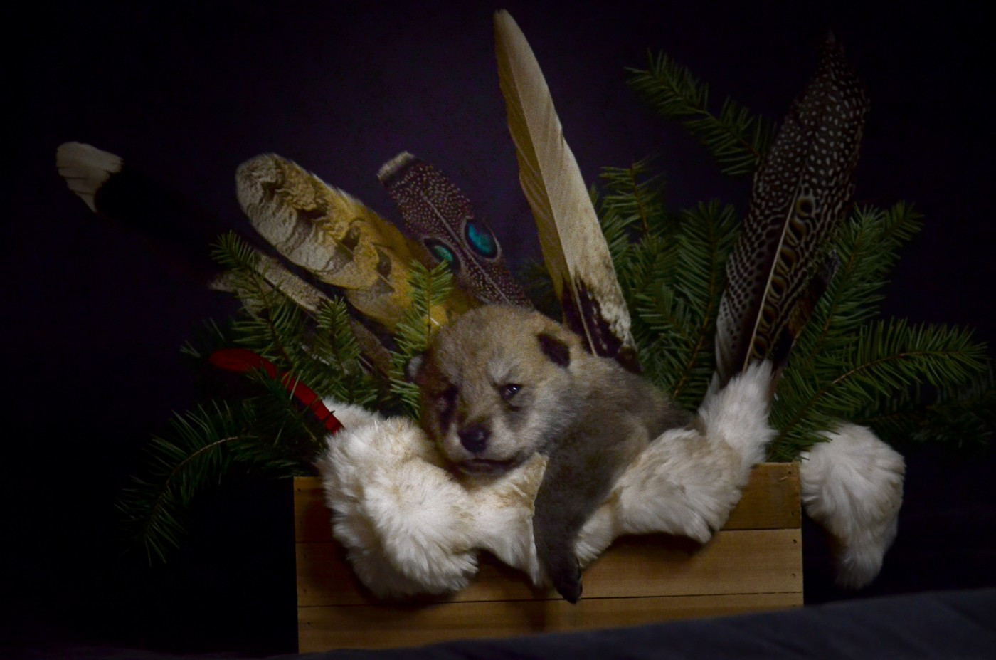 Savage Offspring - Chiots disponibles - Chien-loup de Saarloos