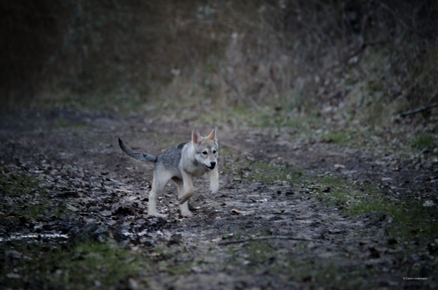 Savage Offspring - Chiots disponibles - Chien-loup de Saarloos