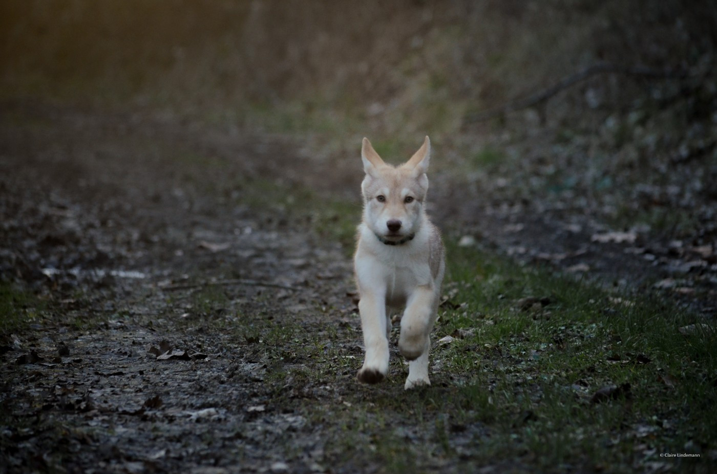 Savage Offspring - Chiots disponibles - Chien-loup de Saarloos
