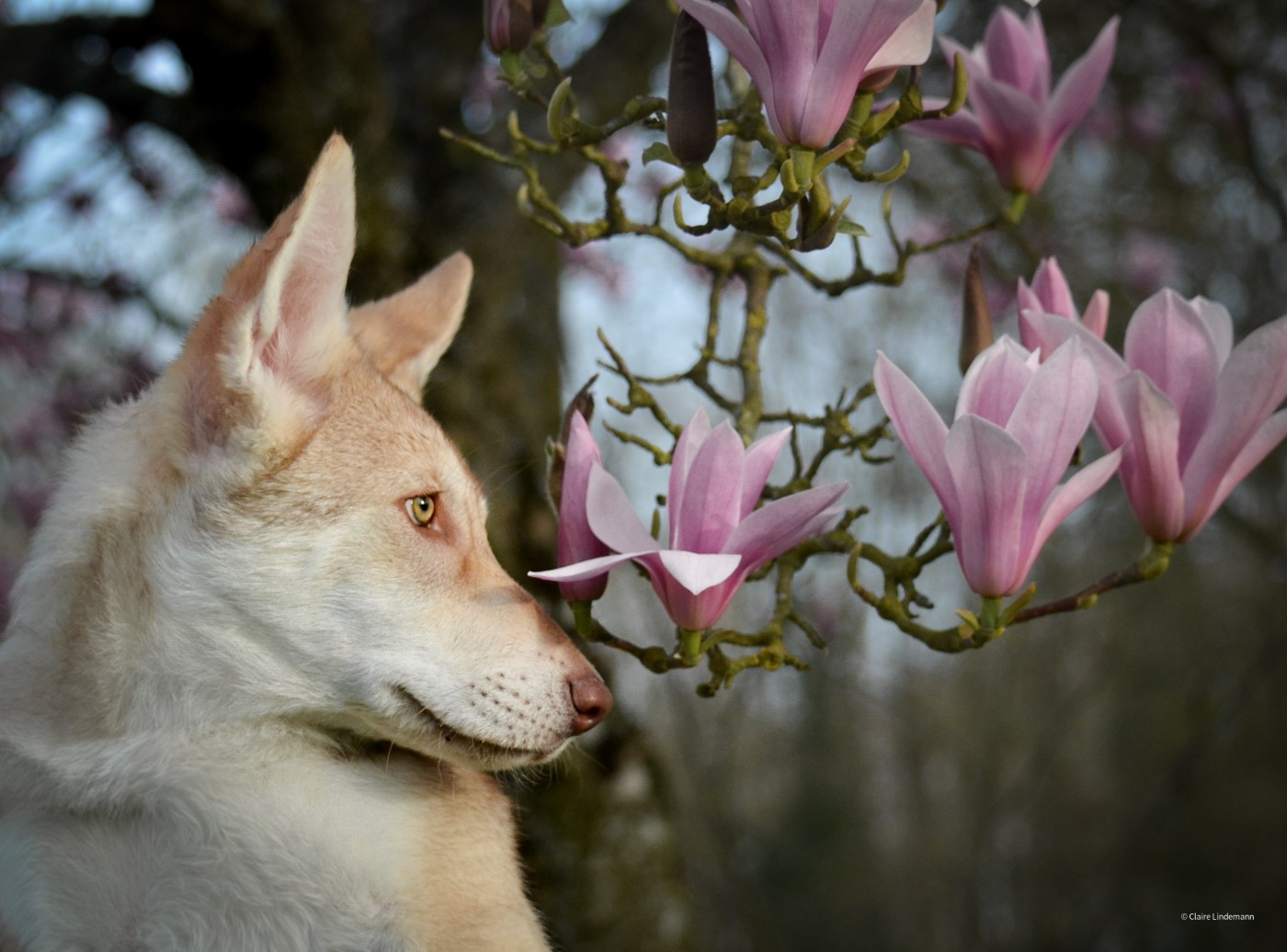 Savage Offspring - Chiots disponibles - Chien-loup de Saarloos