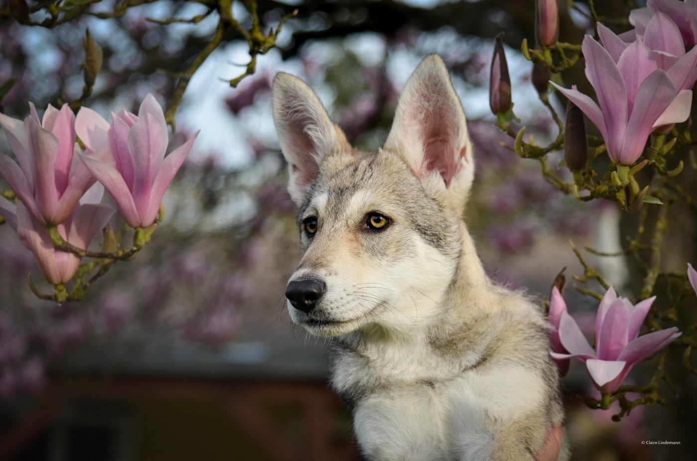 Savage Offspring - Chiots disponibles - Chien-loup de Saarloos