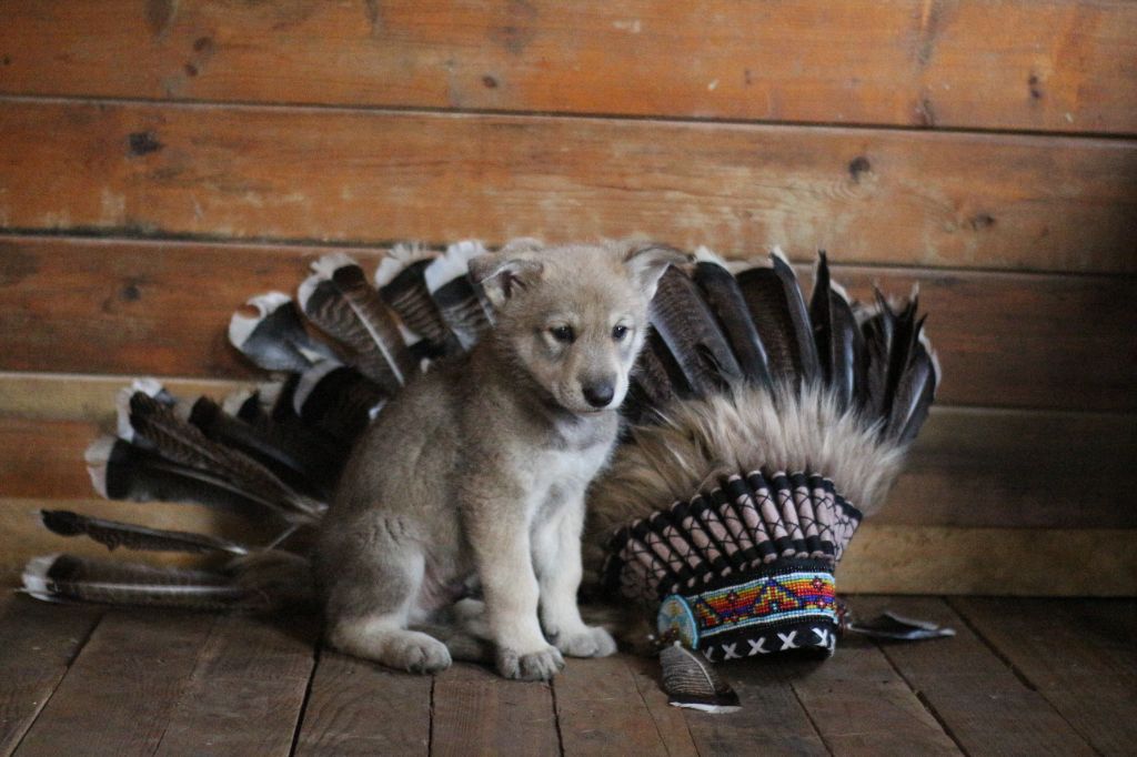 Savage Offspring - Chien-loup de Saarloos - Portée née le 28/01/2022